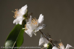 C. tsaii 16.02.2010
