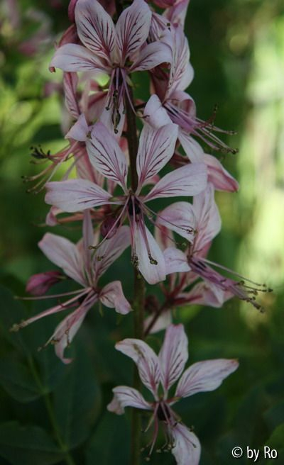 Dictamnus albus