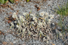Anaphalis triplinervis nach trockenem Sommer