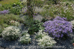 Anaphalis triplinervis mit Aster Amellus