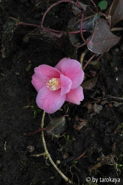 C.rosaeflora10/2