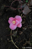 C.rosaeflora10/2