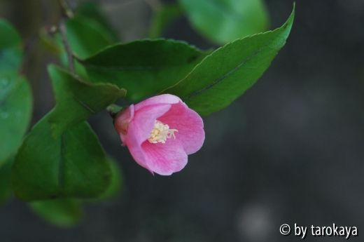C.rosaeflora10