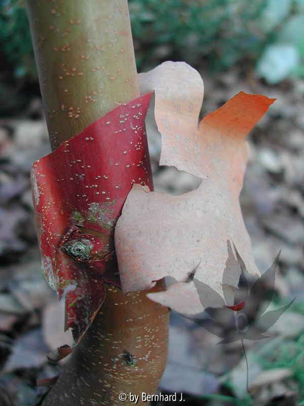 Acer griseum