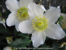 Helleborus