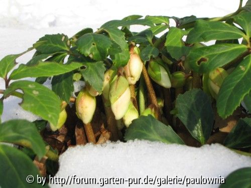 Helleborus