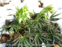 Helleborus