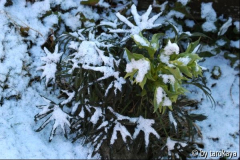 helleborus foetidus
