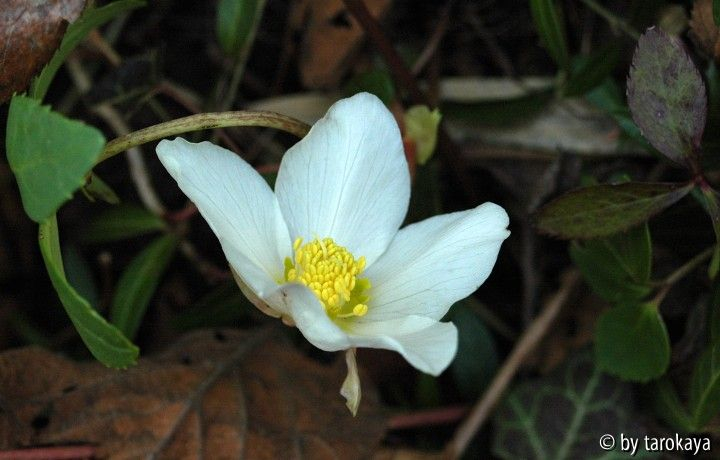 helleborus niger