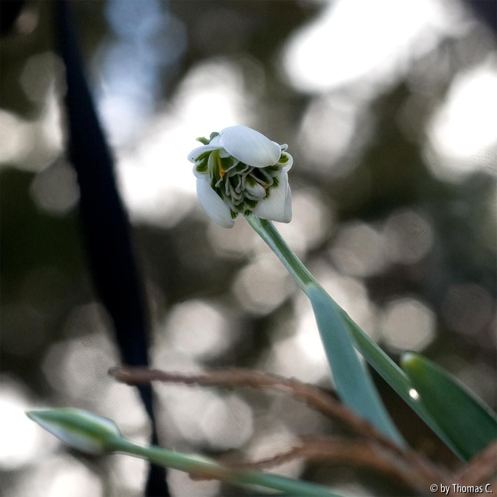 Schneeglöckchen fotografieren - 60 mm