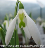 G. Daphne Scissors