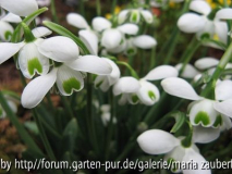 G. Hippolytha