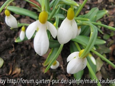 G. Wendy`s Gold