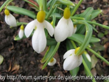 G. Wendy`s Gold