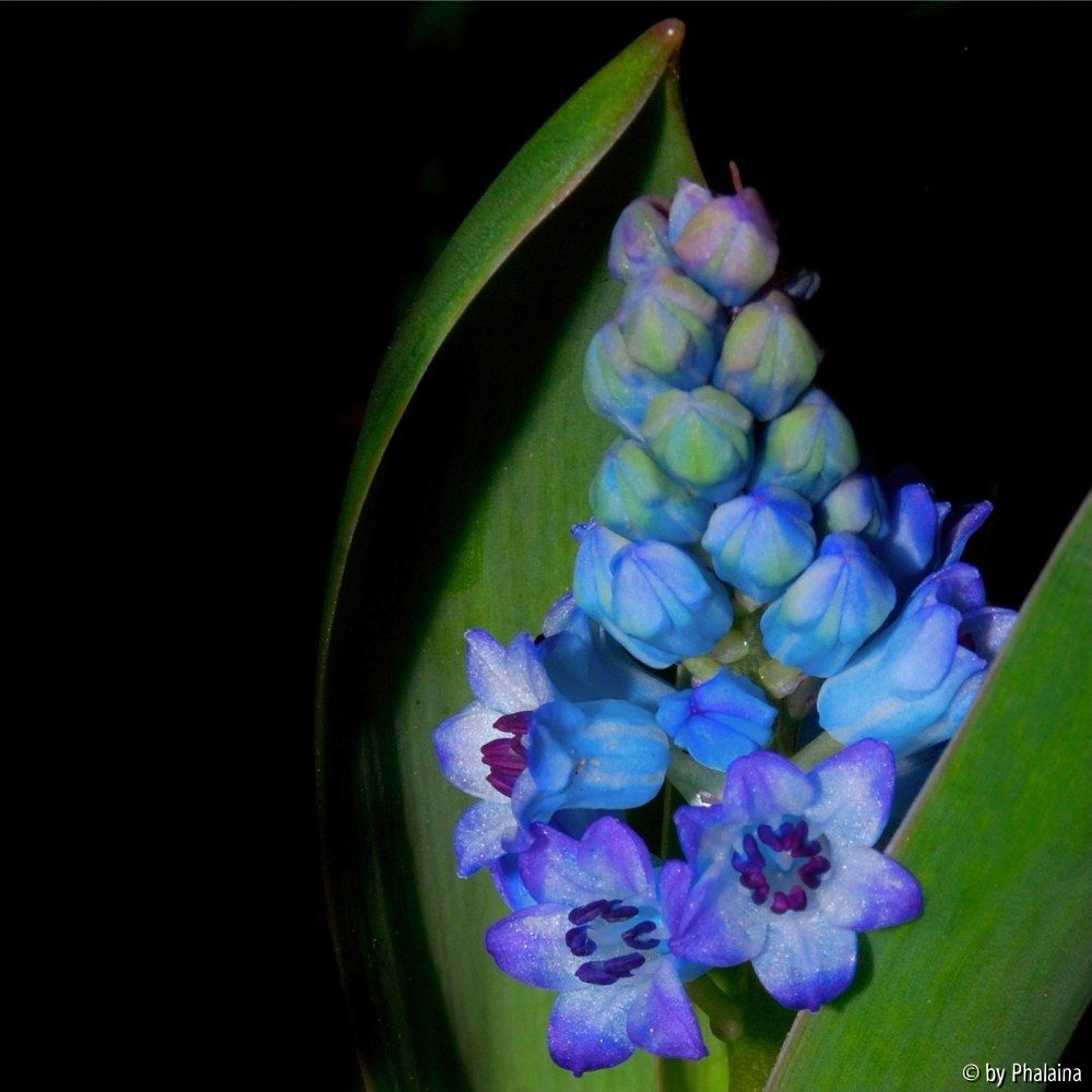 Hyacinthella dalmatica