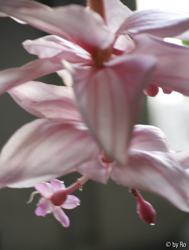 Medinilla Blüte