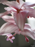Medinilla Blüte