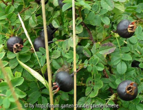 Schwarze Hagebutten - nanu?
