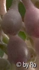 Medinilla Rätsel