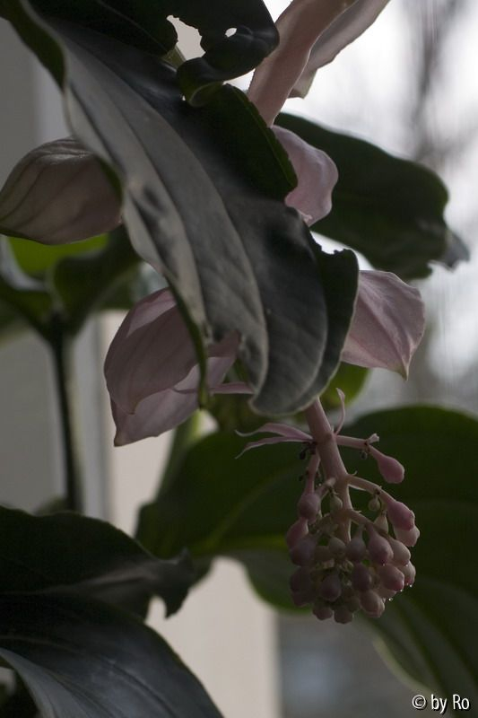 Medinilla