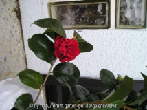 dunkelrote Unbek., klein