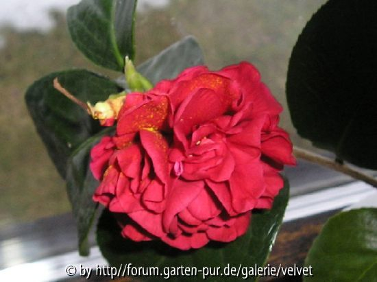 dunkelrote Unbek.1