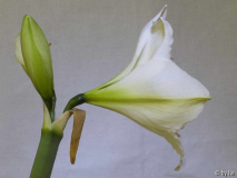 weiße Blüte von der Seite 2010