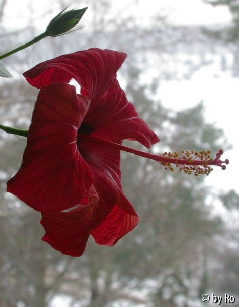 Februarblüte rot