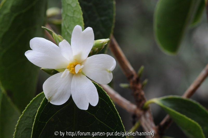 Camellia yusienensis