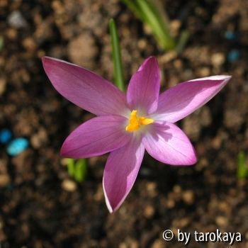 crocus tommasianus2