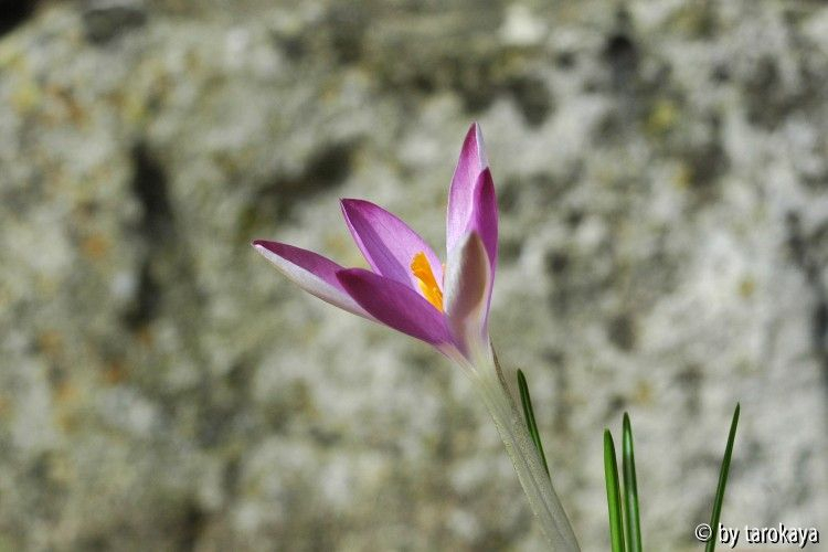 crocus tommasianus