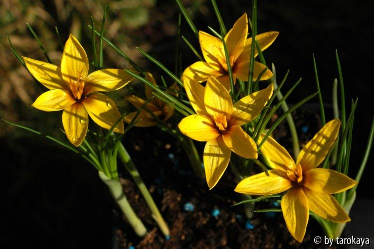 crocus koroikowii2