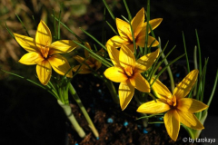 crocus koroikowii2