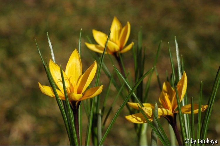 crocus koroikowii