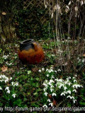 Galanthus 'James Backhouse' 1