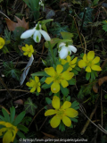 Galanthus 'Hippolyta' 2