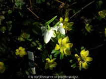 Galanthus 'Hippolyta' 1