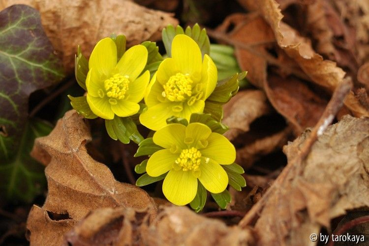 eranthis