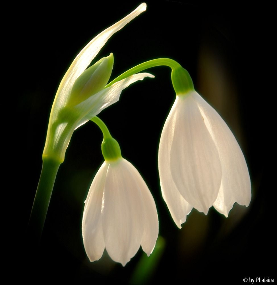Acis tingitana