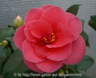 Williamsii Feb 10.jpg