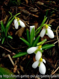 Galanthus plicatus 'Wendy's Gold' .