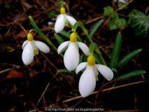 Galanthus 'Spindlestone Surprise'