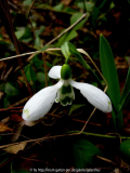 Galanthus elwesii 'Selborne Green Tips'