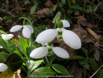 Galanthus elwesii 'Hörup'
