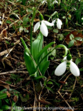 Galanthus elwesii 'Lodestar'