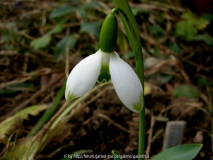 Galanthus elwesii 'Jessica'