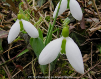 Galanthus elwesii 'Big Boy'