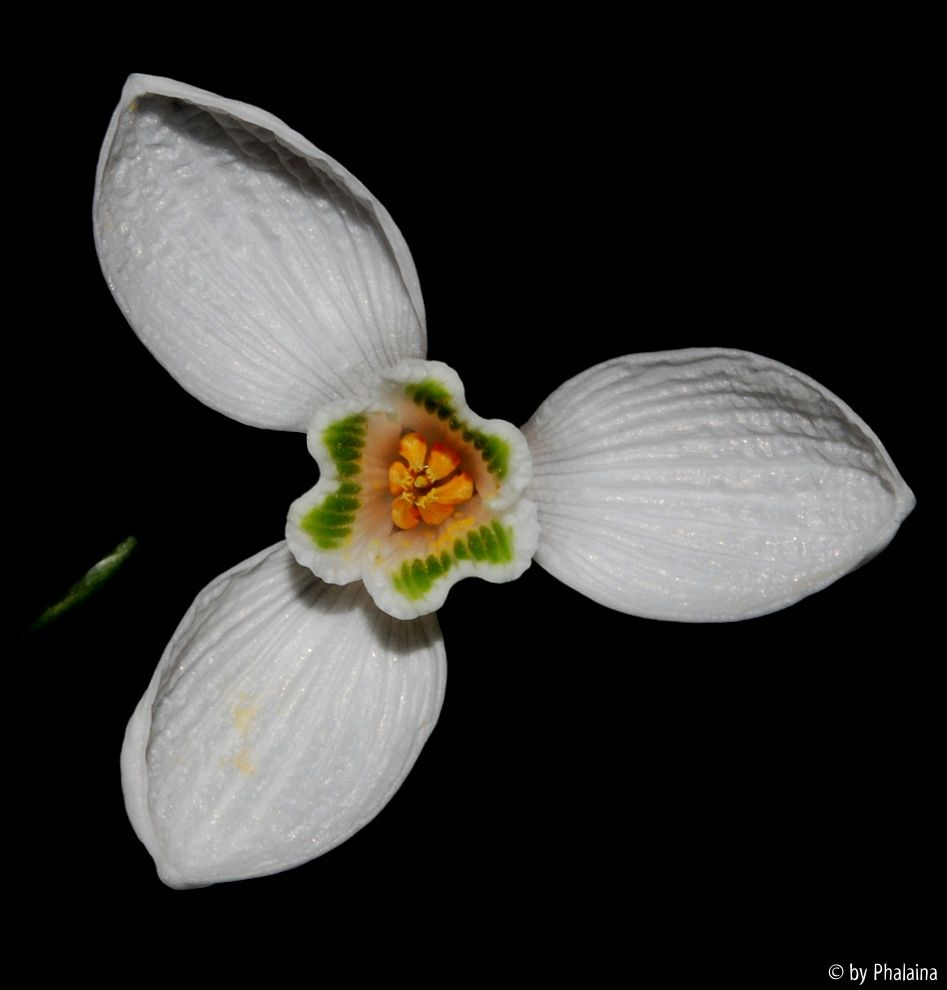 Galanthus 10