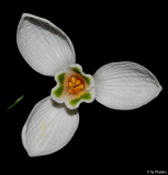 Galanthus 10