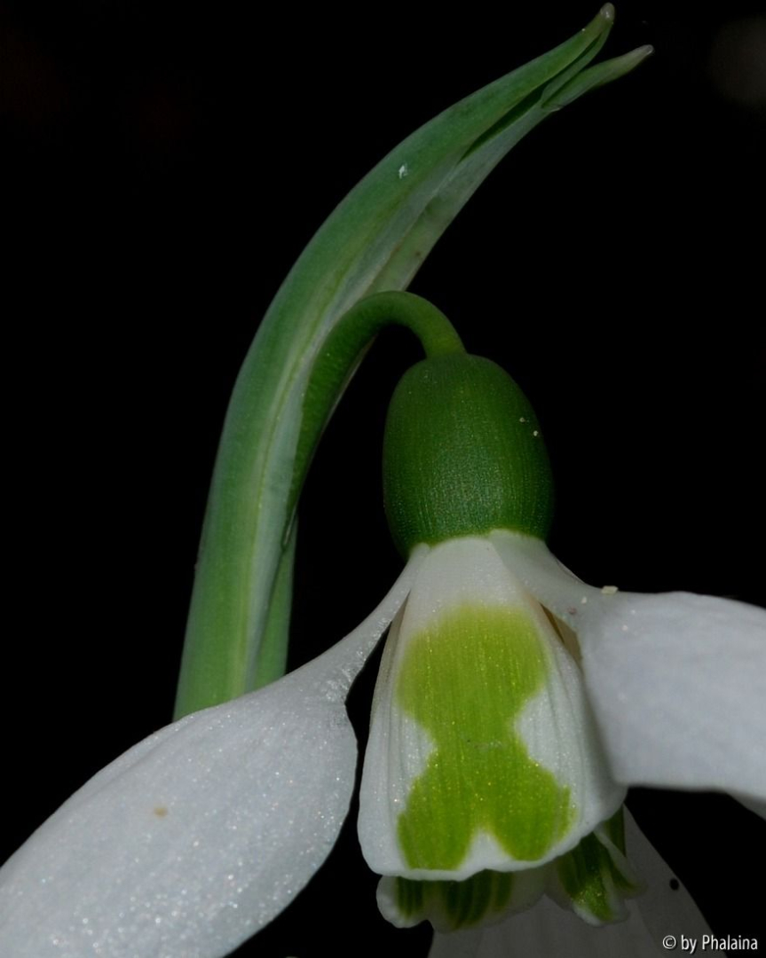 Galanthus 09